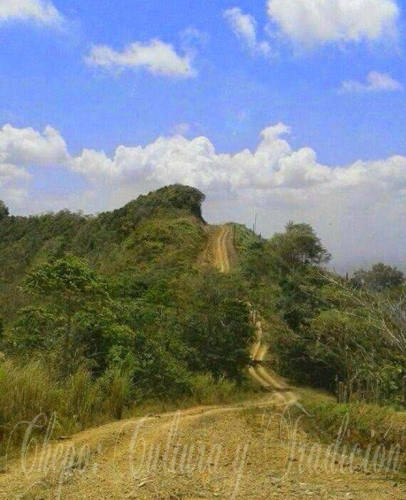 Madroño