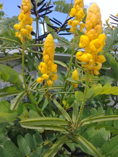Laureño