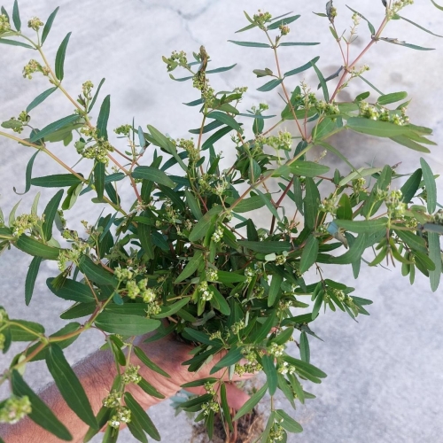 planta medicinal
