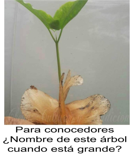 cuipo
