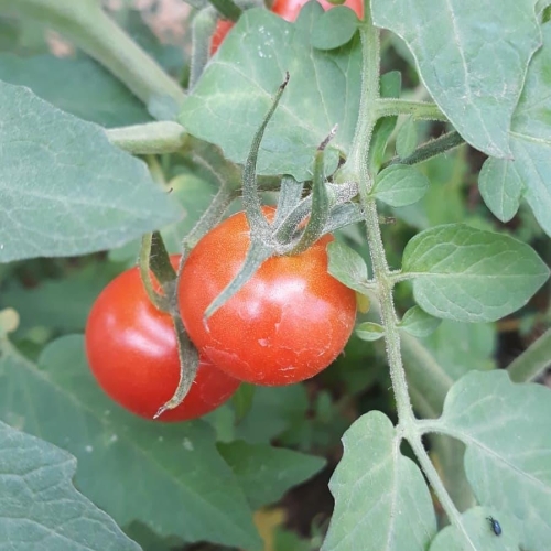 tomate