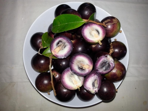 Caimito