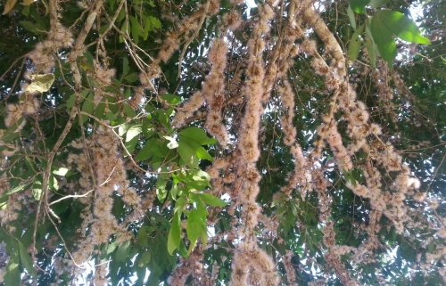 Flor de guavitos