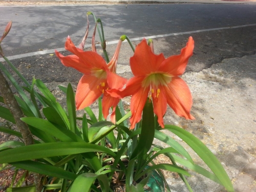 Lirios