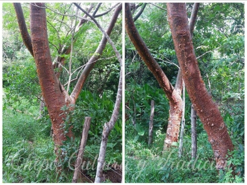 arbol
