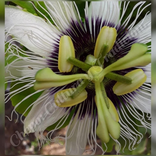 Flor de maracuya