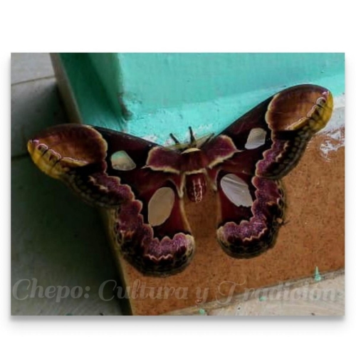 Mariposa cuatro espejos rojiza o Rothschildia erycina. 