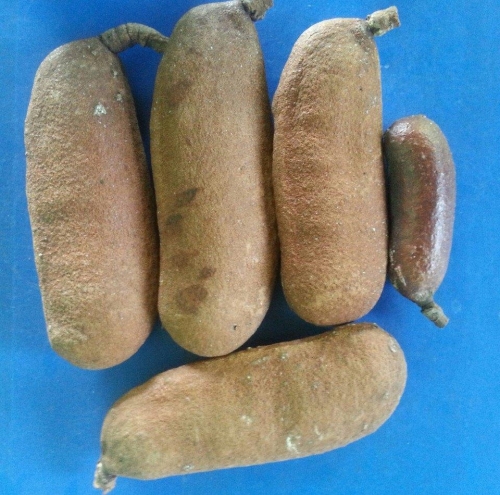 Algarrobas de 9 pulgadas