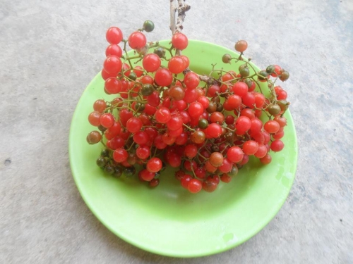 fruta amarra boca