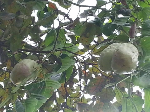 Granadilla