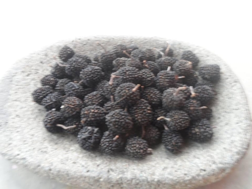 guasimo