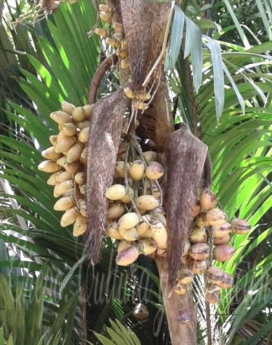 Corozo de Caña Brava