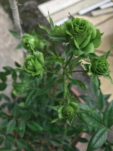 Rosa Verde