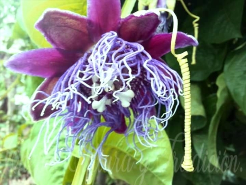 Flor de Granada