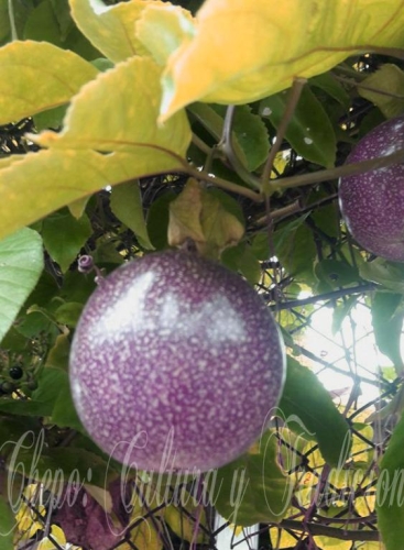 Maracuya